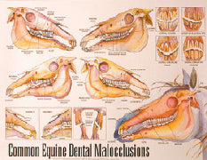 C111-Malocclusions Roll Up Chart